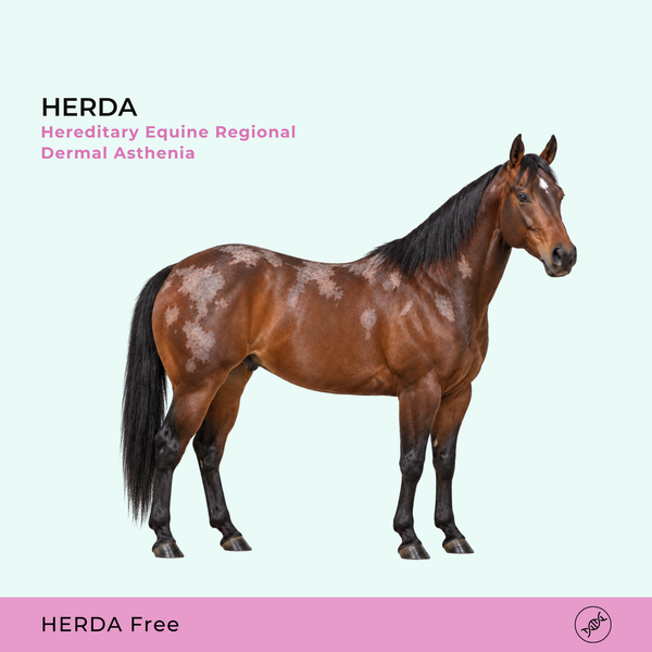 HERDA Asthénie dermique régionale héréditaire équine
