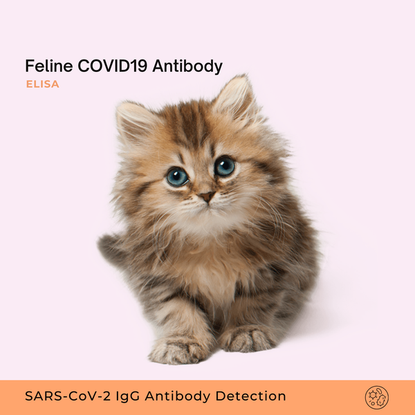 Anticorps COVID19 félin