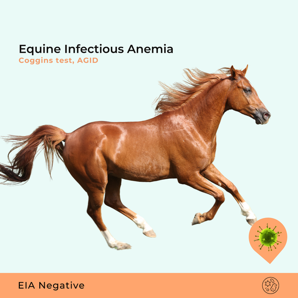 Equine Infectious Anemia - Coggins test, AGID