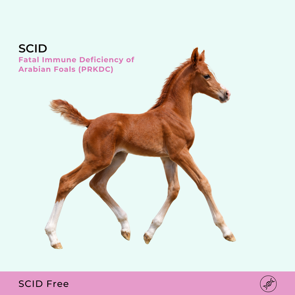 SCID Déficit immunitaire combiné sévère
