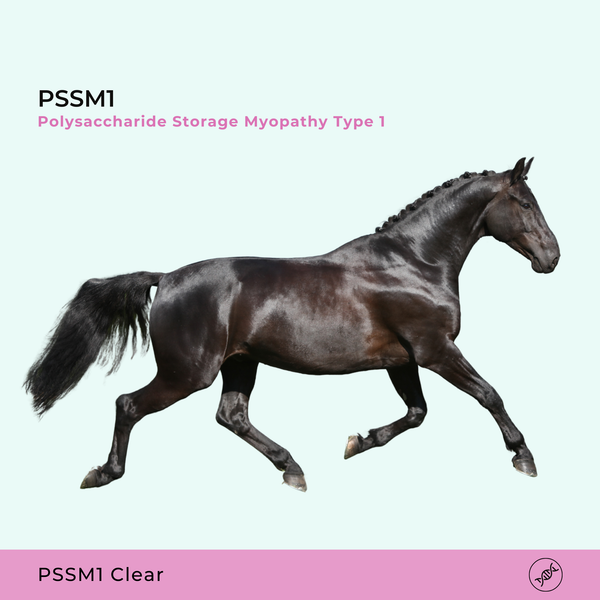 Myopathie de stockage des polysaccharides de type 1 (PSSM1)
