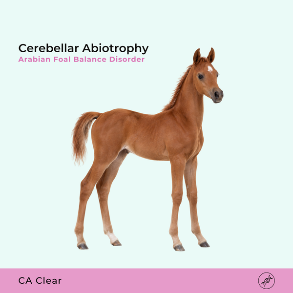 Abiotrophie cérébelleuse - CA