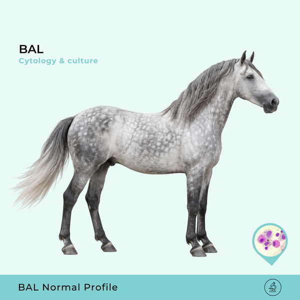 Profilo di lavaggio broncoalveolare (BAL) equino