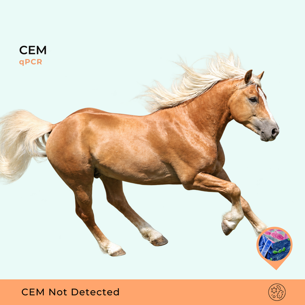 Contagious Equine Metritis (CEM), qPCR