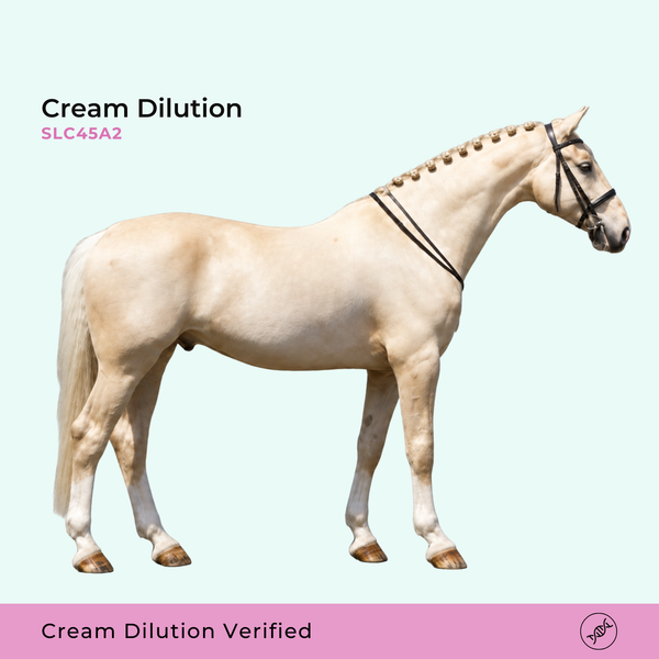 Dilution crème