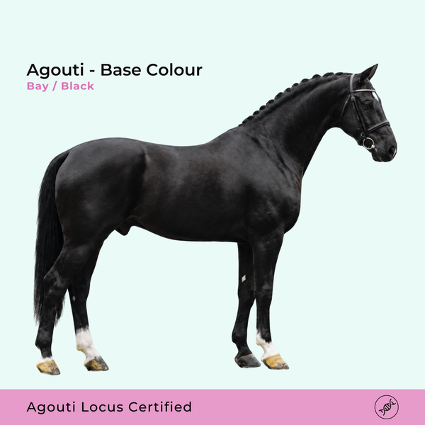 Test ADN Agouti - Bai / Noir