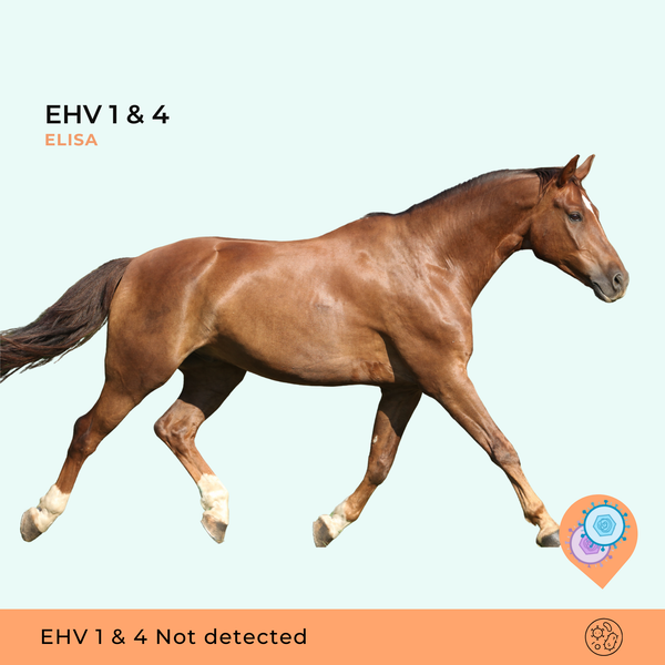 EHV1 & EHV4 ELISA