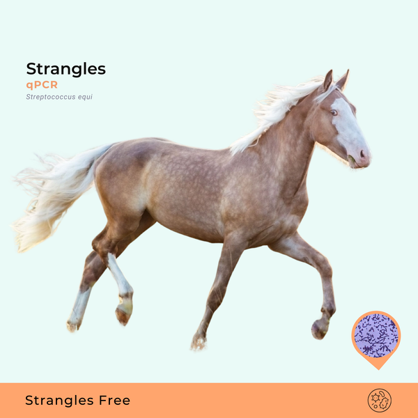 Strangles qPCR