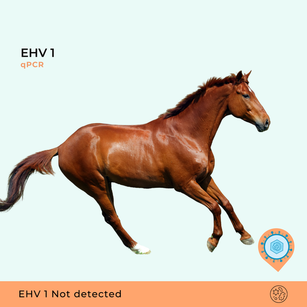 Hesteherpesvirus type 1, qPCR