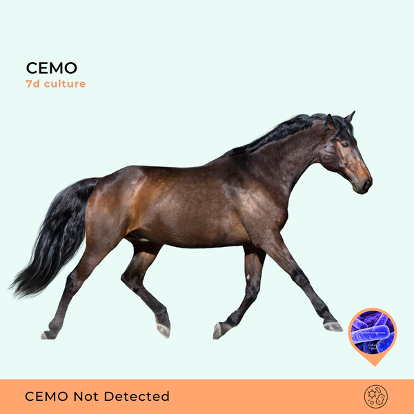 Organismo da Metrite Contagiosa Equina - CEMO, cultura de 7 dias