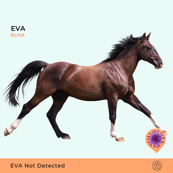 Arterite Viral Equina ELISA