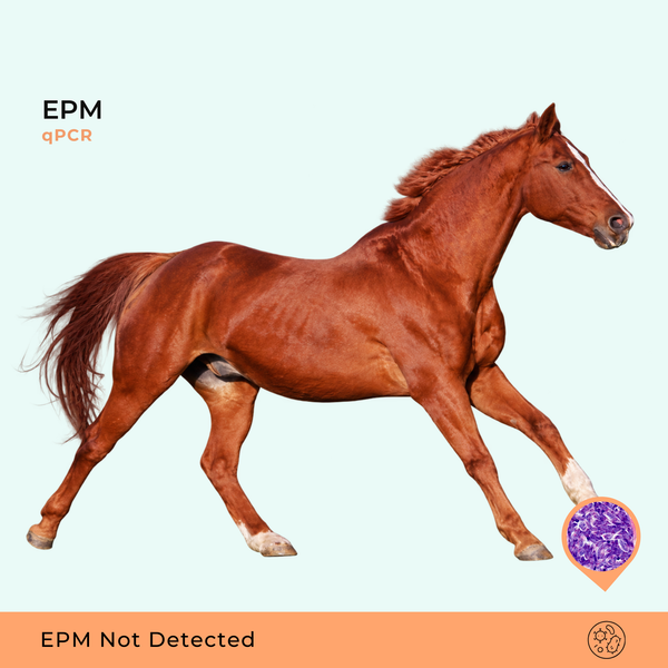 Protozoário Equino da Mieloencefalite qPCR
