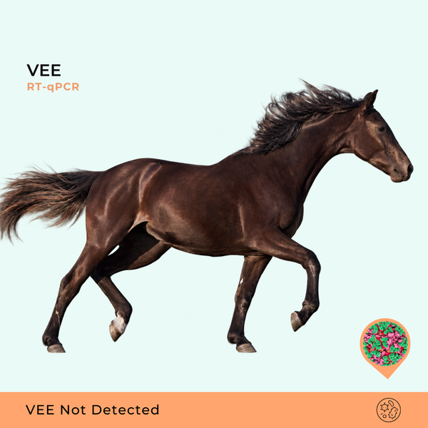 VEE Encefalite Equina Venezuelana RT-qPCR