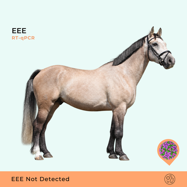 Encefalite Equina do Este, RT-qPCR