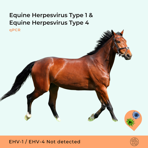 Equine Herpesvirus Type 1 & Equine Herpesvirus Type 4, qPCR