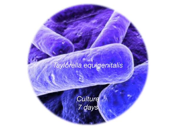 Contagious Equine Metritis Organism - CEMO, 7d culture - Equigerminal