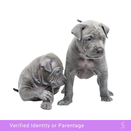 Adorable puppy awaiting DNA paternity testing, showcasing the importance of genetic verification