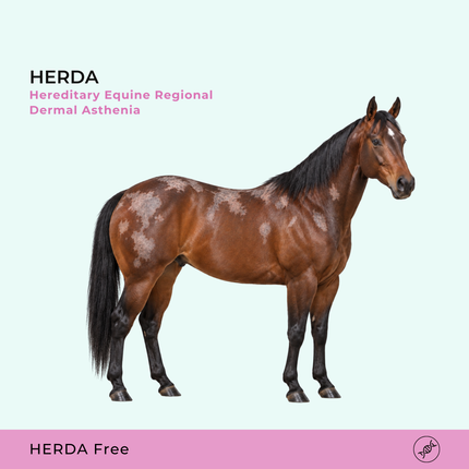 HERDA Asthénie dermique régionale héréditaire équine