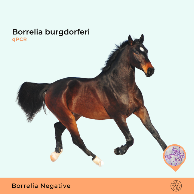 Borrelia burgdorferi, qPCR