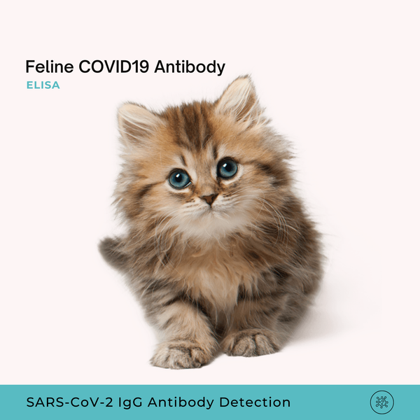 Feline COVID19 Antibody