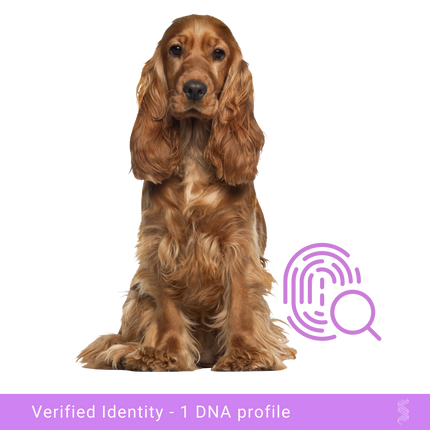 Cocker Spaniel patiently awaits its DNA profile, emphasizing the peace of mind in knowing its true lineage and strengthening the bond with its owner