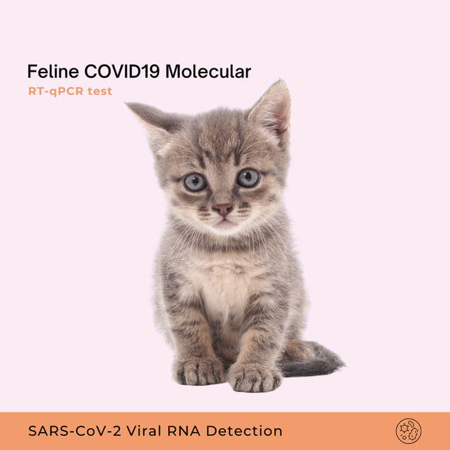 Moleculaire COVID-19-test voor katten
