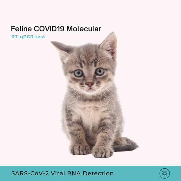 Feline COVID19 Molecular