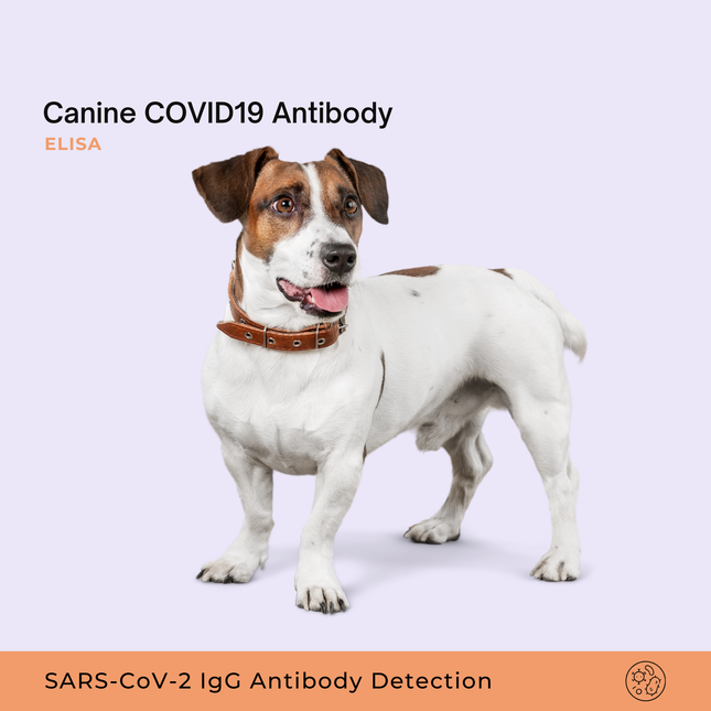 Antistoftest voor COVID-19 bij honden