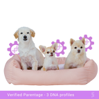 Parentage Test (1 Pup + Both Parents)