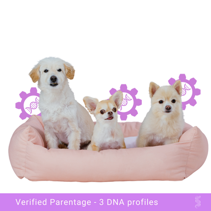 Family portrait of a dog family with mother, father, and puppy, ideal candidates for paternity testing