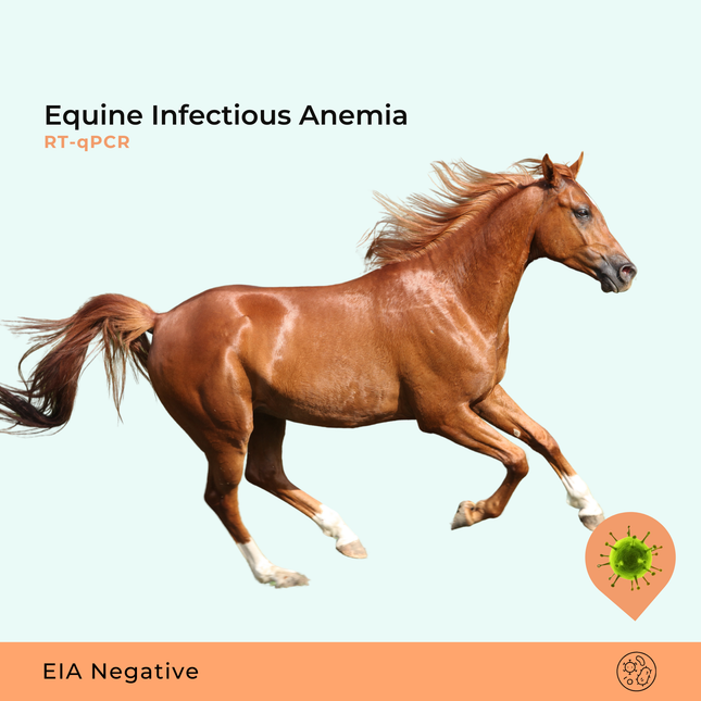 Infectieuze anemie bij paarden, RTqPCR