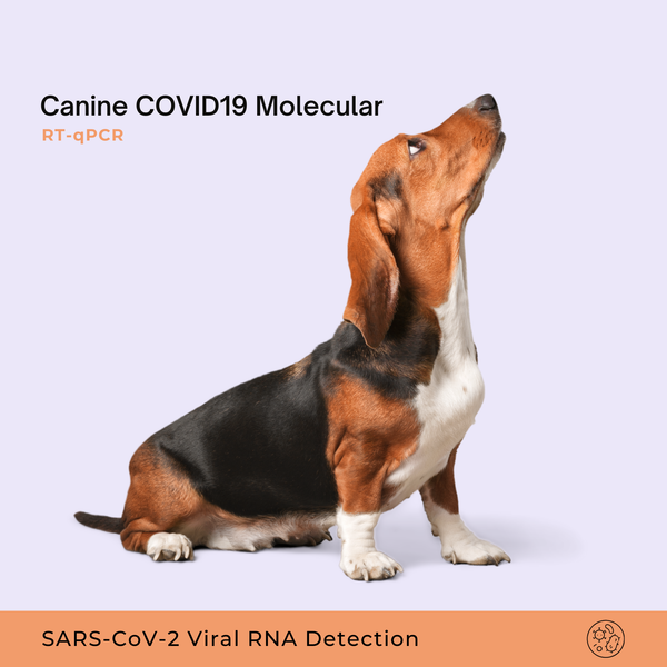 Canine COVID19 Molecular