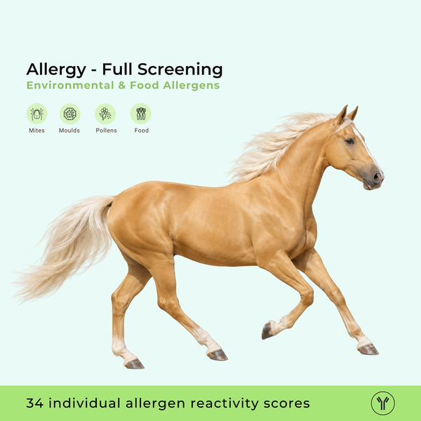 Dépistage allergique complet