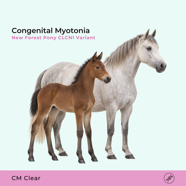 Myotonie congénitale - CM