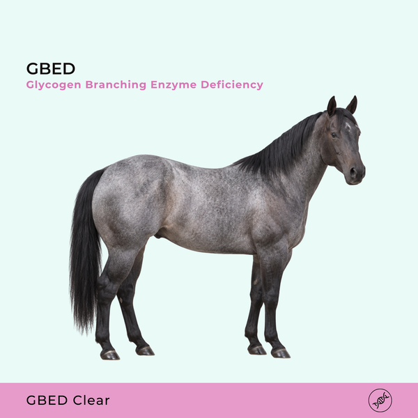 GBED Déficit en enzyme de ramification du glycogène
