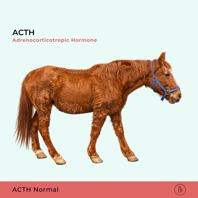 PPID ou Doença de Cushing Equina, ACTH
