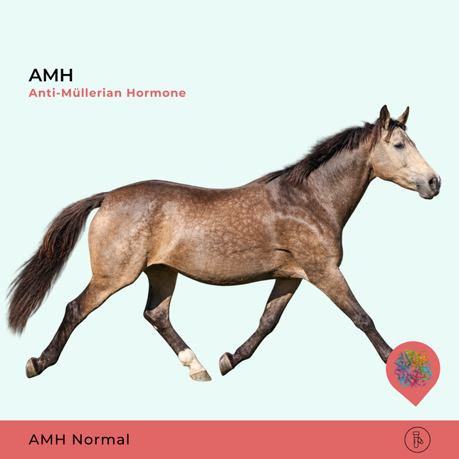 AMH Hormona Anti-Mülleriana