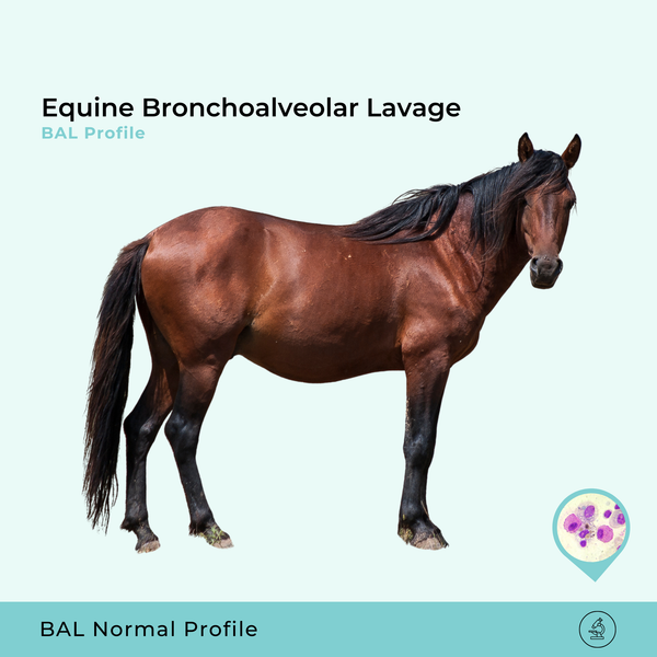 Equine Bronchoalveolar Lavage (BAL) Profile