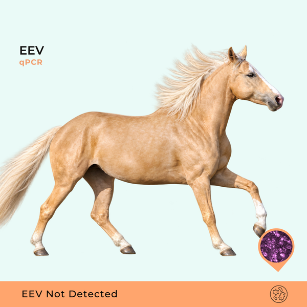 Vírus da Encefalose Equina, RT-qPCR
