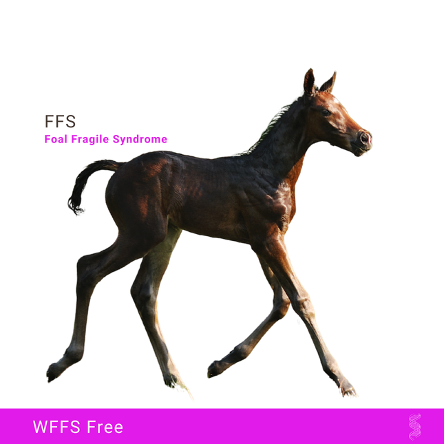 FFS (WFFS) Fragile Foal Syndrome