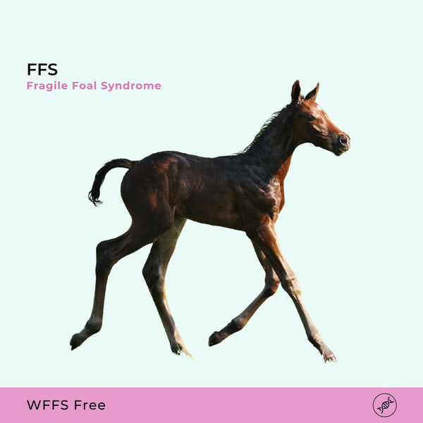 Syndrome du poulain fragile (FFS - WFFS)