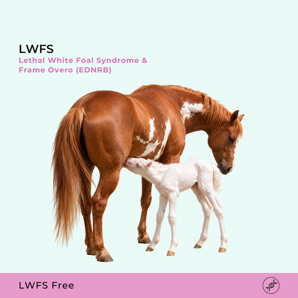LWFS Syndrome du poulain blanc létal