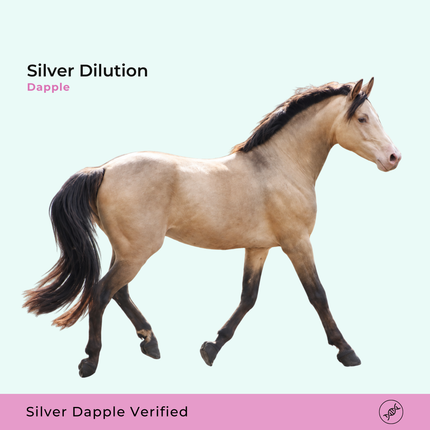 Silver Dilution Test