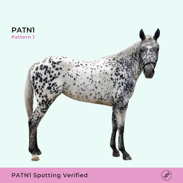 PATN1 - taches de motif de pelage