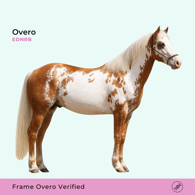 Overo – vachtpatroon