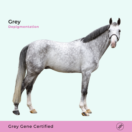Despigmentación gris - Melanoma