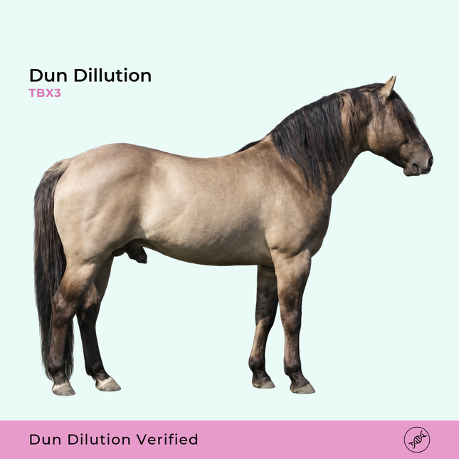 Dunverdunning