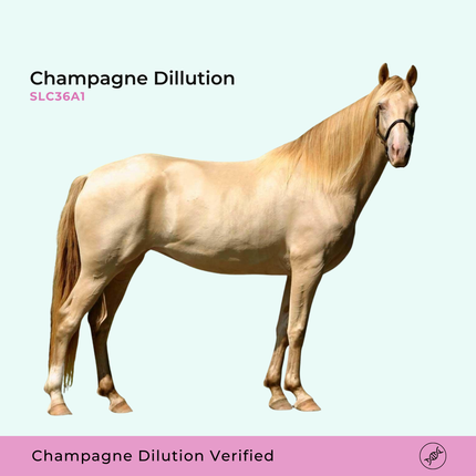 Dilution champagne