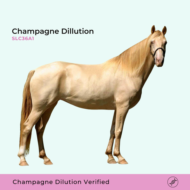 Champagneverdunning