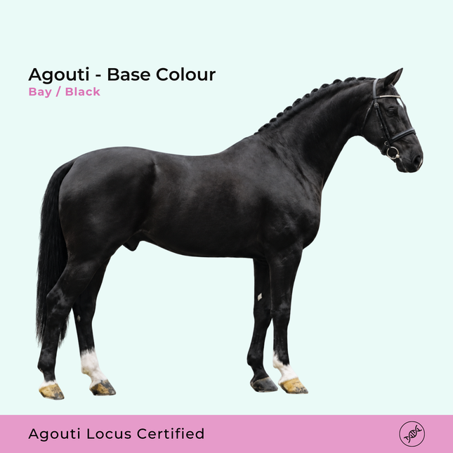 Agouti-DNA-test – bruin / zwart